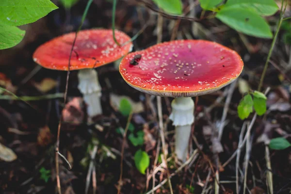 Άποψη Του Έντονου Κόκκινου Amanita Muscaria Κοινώς Γνωστή Μύγα Αγαρικό — Φωτογραφία Αρχείου