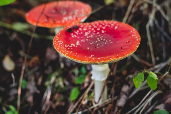 Άποψη Του Έντονου Κόκκινου Amanita Muscaria Κοινώς Γνωστή Μύγα Αγαρικό — Φωτογραφία Αρχείου