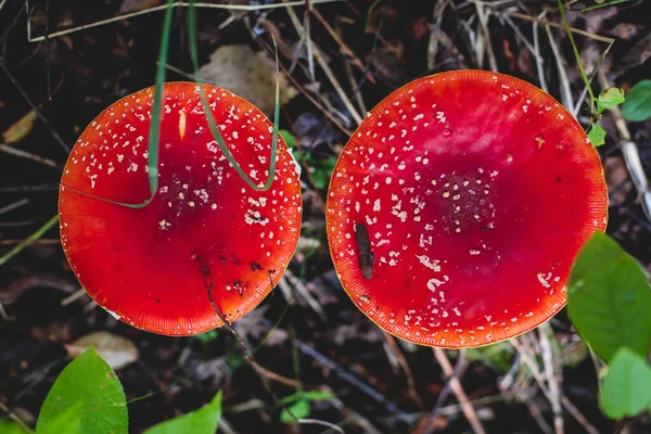 Άποψη Του Έντονου Κόκκινου Amanita Muscaria Κοινώς Γνωστή Μύγα Αγαρικό — Φωτογραφία Αρχείου