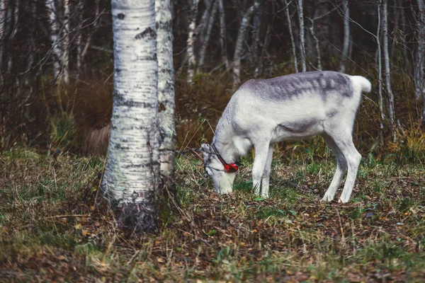 Grupo Renos Caribúes Ciervos Renos Forestales Finlandeses Pastoreo Parque Nacional — Foto de Stock