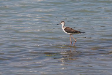 Calpe, Las Salinas tuz gölü, Alicante Eyaleti, Valencia, Spai
