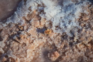 Las Salinas de Torrevieja, Pembe Torrevieja Gölü, Torrevieja, Costa Blanca 'da pembe tuz gölü, Alicante, Spai