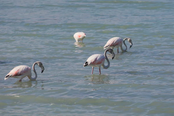 View Flamingo Flock Resting Standing Water Calpe Las Salinas Salt — Stock Photo, Image