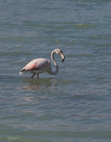 View Flamingo Flock Resting Standing Water Calpe Las Salinas Salt — Stock Photo, Image