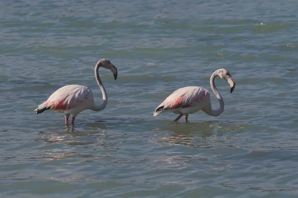 Widok Stado Flamingo Odpoczywające Wodzie Calpe Las Salinas Słone Jezioro — Zdjęcie stockowe