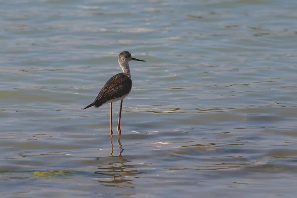 Utsikt Över Svartvingad Stilt Stående Vatten Calpe Las Salinas Saltsjö — Stockfoto