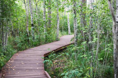 Sestroretsk bataklığının, ekolojik yolun yaz manzarası bataklıkta uzanan yol, 