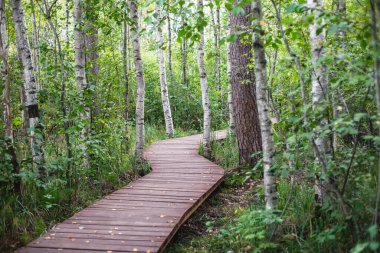Sestroretsk bataklığının, ekolojik yolun yaz manzarası bataklıkta uzanan yol, 