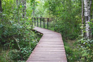 Sestroretsk bataklığının, ekolojik yolun yaz manzarası bataklıkta uzanan yol, 