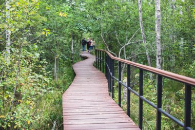 Sestroretsk bataklığının, ekolojik yolun yaz manzarası bataklıkta uzanan yol, 