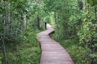Sestroretsk bataklığının, ekolojik yolun yaz manzarası bataklıkta uzanan yol, 