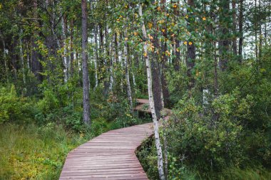 Sestroretsk bataklığının, ekolojik yolun yaz manzarası bataklıkta uzanan yol, 
