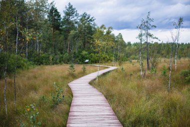 Sestroretsk bataklığının, ekolojik yolun yaz manzarası bataklıkta uzanan yol, 