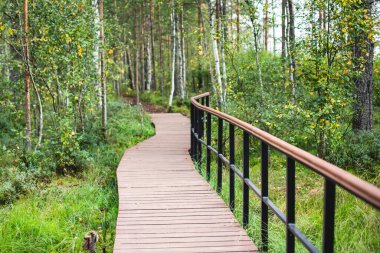 Sestroretsk bataklığının, ekolojik yolun yaz manzarası bataklıkta uzanan yol, 