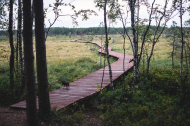Sestroretsk bataklığının, ekolojik yolun yaz manzarası bataklıkta uzanan yol, 