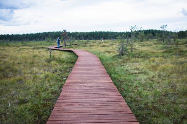 Sestroretsk bataklığının, ekolojik yolun yaz manzarası bataklıkta uzanan yol, 