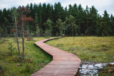 Sestroretsk bataklığının, ekolojik yolun yaz manzarası bataklıkta uzanan yol, 