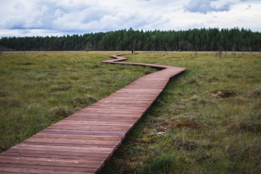 Sestroretsk bataklığının, ekolojik yolun yaz manzarası bataklıkta uzanan yol, 