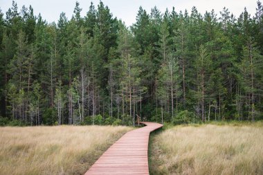Sestroretsk bataklığının, ekolojik yolun yaz manzarası bataklıkta uzanan yol, 