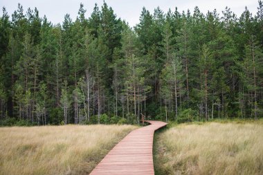 Sestroretsk bataklığının, ekolojik yolun yaz manzarası bataklıkta uzanan yol, 