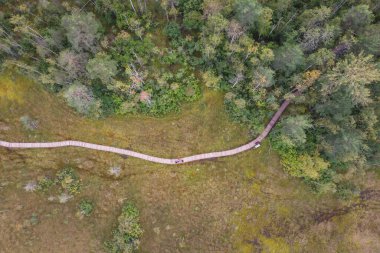 Sestroretsk bataklığının, ekolojik yolun yaz manzarası bataklıkta uzanan yol, 