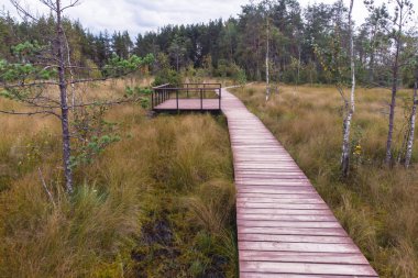 Sestroretsk bataklığının, ekolojik yolun yaz manzarası bataklıkta uzanan yol, 