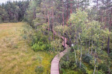 Sestroretsk bataklığının, ekolojik yolun yaz manzarası bataklıkta uzanan yol, 