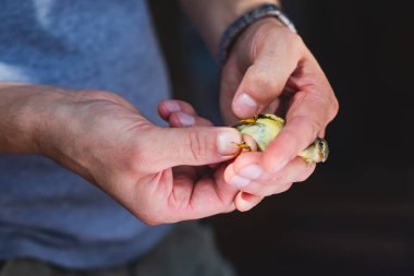 Kuş kuşatma süreci, Ornithology istasyonunda öten küçük bir kuş Curonian Spit, Kalingrad Oblastı, Rusya. Kuşbilimci elinde küçük bir kuş tutuyor, küçük demir halkayla işaretliyor.