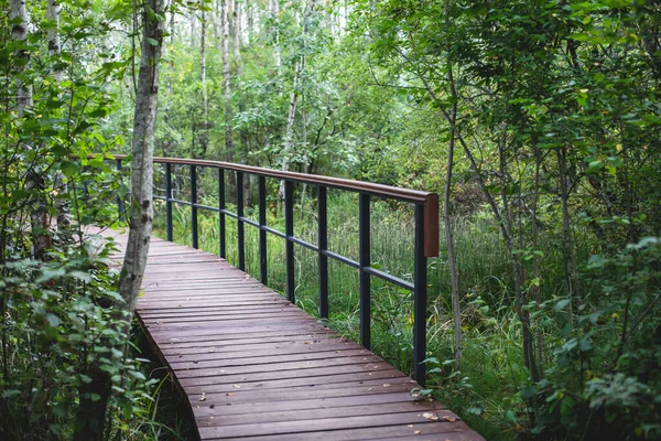 Summer view of wooden walkway on the territory of Sestroretsk swamp, ecological path - route walkways laid in the swamp, reserve \