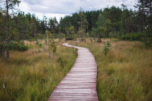 Letni Widok Drewnianego Chodnika Terenie Bagien Sestrorecka Ścieżka Ekologiczna Szlaki — Zdjęcie stockowe