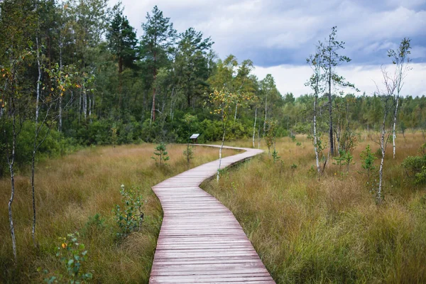 Sestroretsk bataklığının, ekolojik yolun yaz manzarası bataklıkta uzanan yol, 