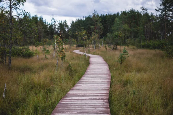 Sestroretsk bataklığının, ekolojik yolun yaz manzarası bataklıkta uzanan yol, 