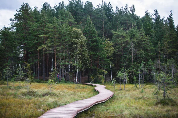 Sestroretsk bataklığının, ekolojik yolun yaz manzarası bataklıkta uzanan yol, 