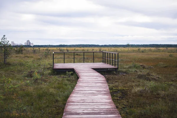 Sestroretsk bataklığının, ekolojik yolun yaz manzarası bataklıkta uzanan yol, 
