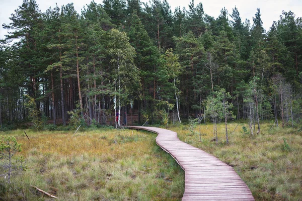Sestroretsk bataklığının, ekolojik yolun yaz manzarası bataklıkta uzanan yol, 