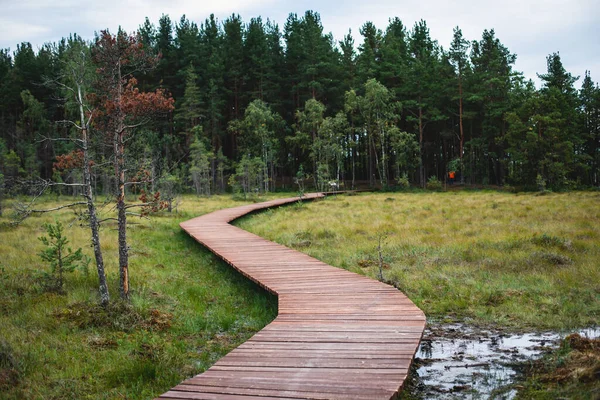 Sestroretsk bataklığının, ekolojik yolun yaz manzarası bataklıkta uzanan yol, 