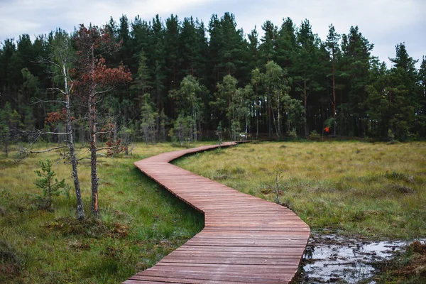 Sestroretsk bataklığının, ekolojik yolun yaz manzarası bataklıkta uzanan yol, 
