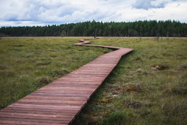 Sestroretsk bataklığının, ekolojik yolun yaz manzarası bataklıkta uzanan yol, 