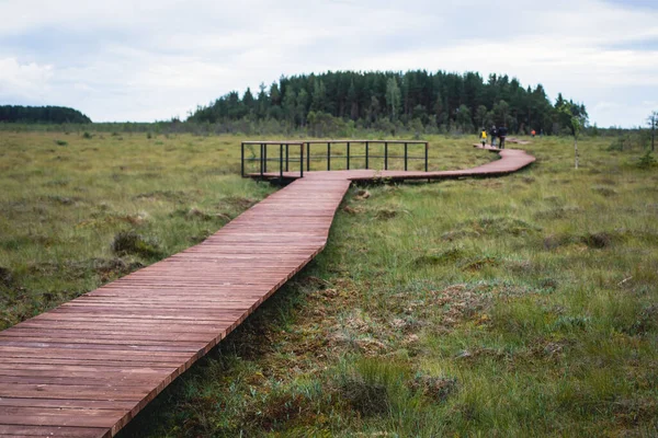 Sestroretsk bataklığının, ekolojik yolun yaz manzarası bataklıkta uzanan yol, 