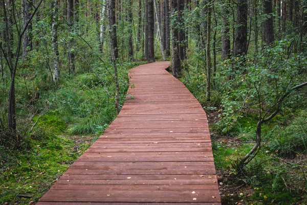 Sestroretsk bataklığının, ekolojik yolun yaz manzarası bataklıkta uzanan yol, 