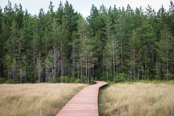 Sestroretsk bataklığının, ekolojik yolun yaz manzarası bataklıkta uzanan yol, 