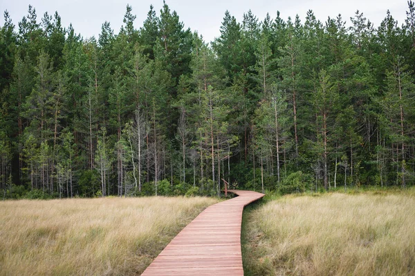 Letni Widok Drewnianego Chodnika Terenie Bagien Sestrorecka Ścieżka Ekologiczna Szlaki — Zdjęcie stockowe