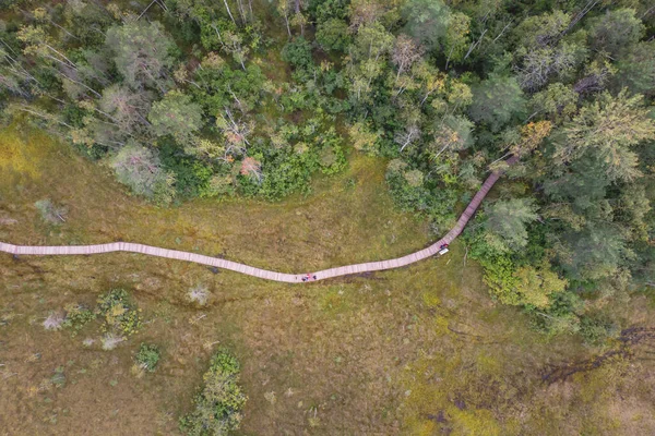 Vista Verano Pasarela Madera Territorio Del Pantano Sestroretsk Sendero Ecológico — Foto de Stock