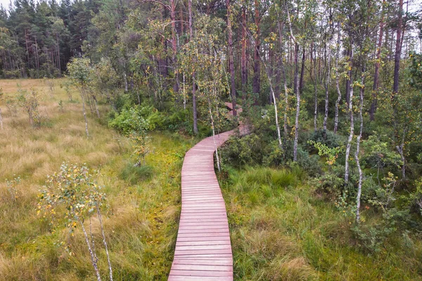 Sestroretsk bataklığının, ekolojik yolun yaz manzarası bataklıkta uzanan yol, 