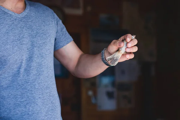 Process of bird banding, small bird ringing at Ornithological station, Curonian Spit, Kaliningrad Oblast, Russia. Ornithologist holding a small bird in hands, marking with small iron ring