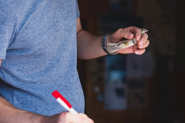 Process of bird banding, small bird ringing at Ornithological station, Curonian Spit, Kaliningrad Oblast, Russia. Ornithologist holding a small bird in hands, marking with small iron ring