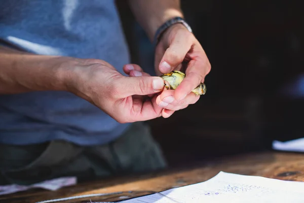 Process of bird banding, small bird ringing at Ornithological station, Curonian Spit, Kaliningrad Oblast, Russia. Ornithologist holding a small bird in hands, marking with small iron ring