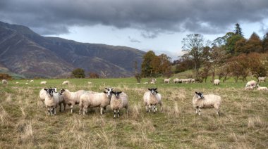 Swaledale 'in koyunları İngiltere' de yaşıyor..