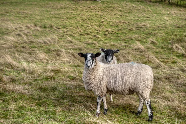 Порода овец Сваледейла в Великобритании . — стоковое фото