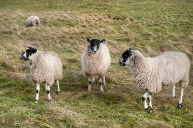Swaledale 'in koyunları İngiltere' de yaşıyor..